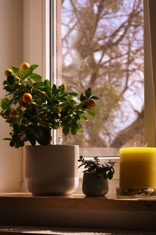 How to Refresh Your Home with Plants: A Green Makeover Guide